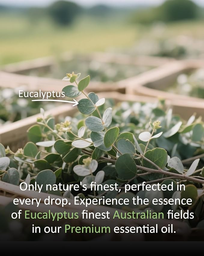 Pure Eucalyptus Essential Oil, 100% Pure Natural Eucalyptus Essential Oil, Premium Grade Essential Oils for Diffusers for Home, Skin, Care Massage, Soap Making, Aromatherapy, 4 Fl Oz | 120ml